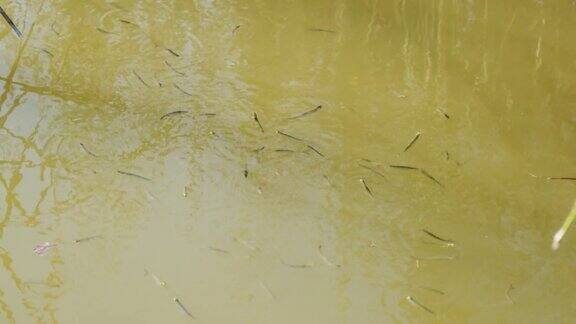 泥泞水中的鱼群