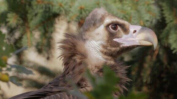 秃鹰(埃及秃鹰)是一种大型猛禽分布在温带欧亚大陆的大部分地区它也被称为黑秃鹰、僧侣或欧亚黑秃鹰