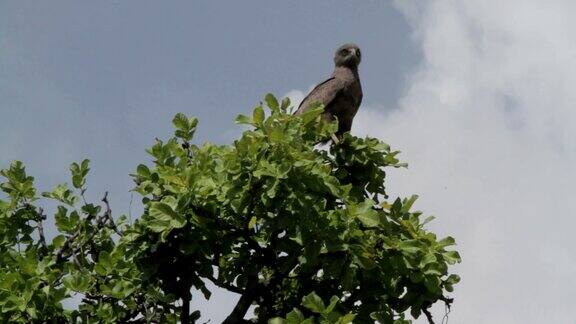一只鹰在树顶上看着