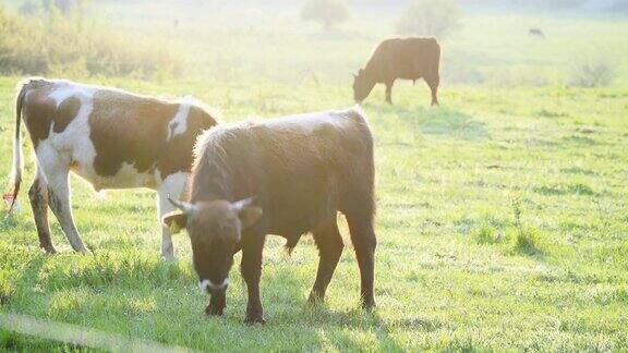奶牛场奶牛在一个阳光明媚的日子里吃草牲畜的牧场