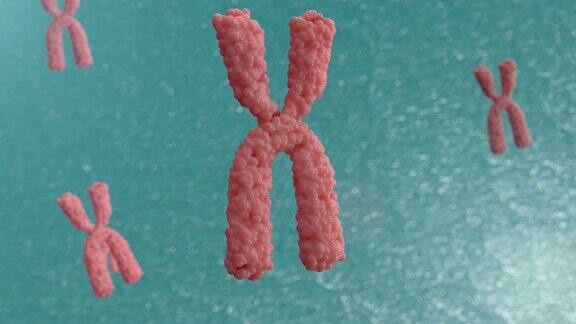 染色体的三维动画X染色体在细胞中的运动
