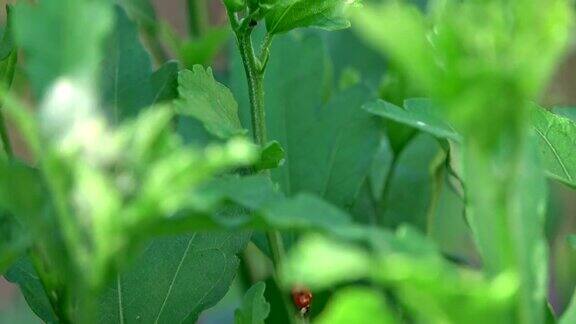 瓢虫在绿叶上