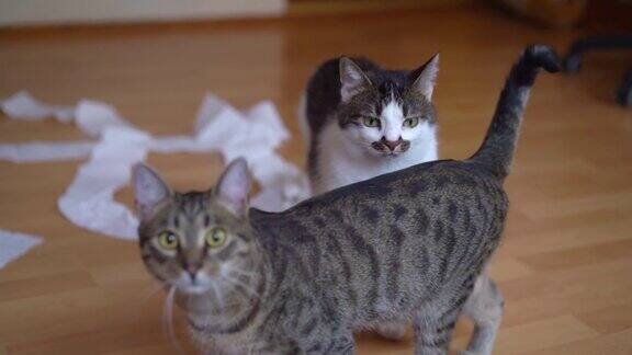 两只有趣的猫站在地板上看着摄像机领养猫选择的重点