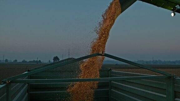 黄昏时分超级SLOMO联合收割机将玉米卸在拖车上