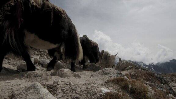 牦牛沿着通往珠峰大本营的小路行走徒步攀登珠峰大本营