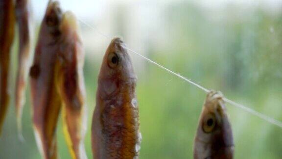 晒干的咸鱼挂在绳子上特写
