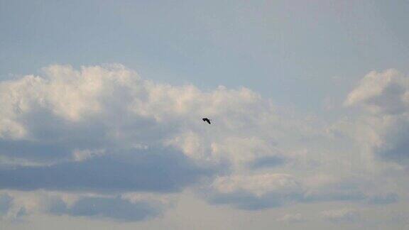苍鹭在多云的天空中飞翔