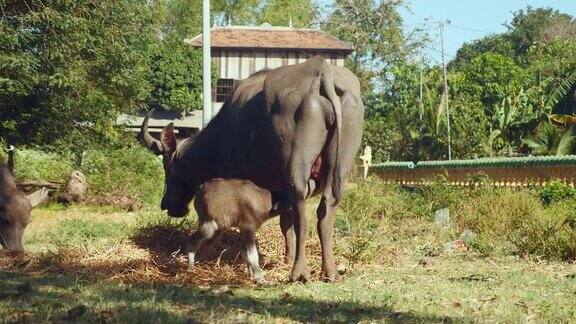在田野里吃草的小水牛正在吮吸母水牛的奶
