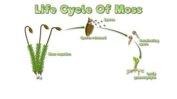 苔藓植物生命周期动画