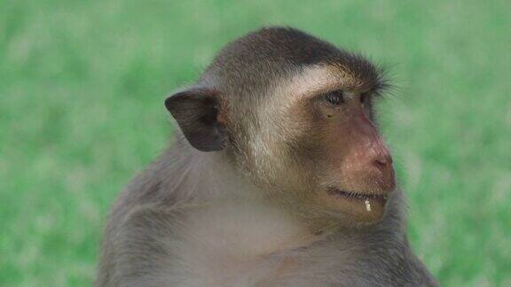 泰国华富里的家猴