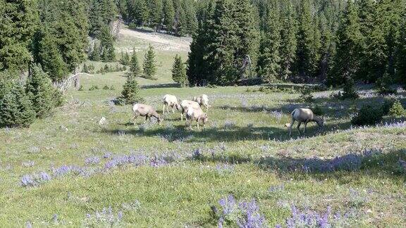 大角羊群在美国黄石国家公园的沃什伯恩山上吃草