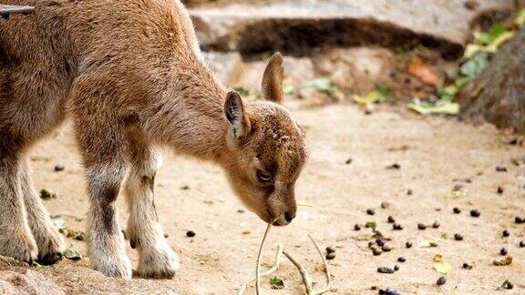 近处有一只可爱的小山羊新生的小山羊正在吃着嚼着小嫩枝