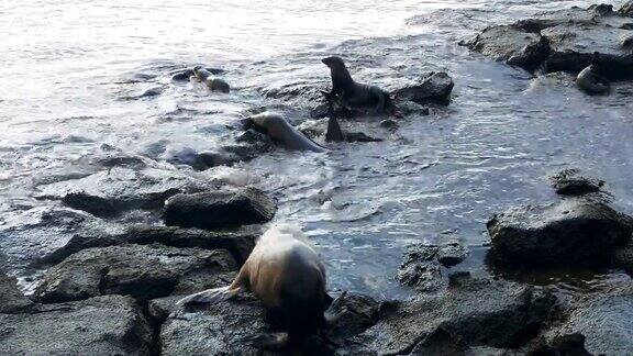 在加拉帕戈斯群岛的南广场雄性海狮在追逐入侵者