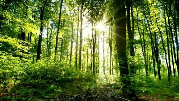 时间流逝美丽的阳光洒在清新的绿色森林里