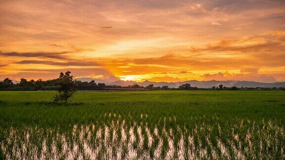 云移动和日落在绿色的稻田稻田时间流逝