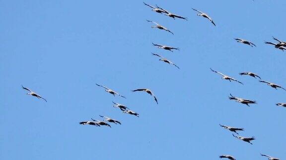 飞翔的鹤群(GrusGrus)在蓝天飞翔迁徙