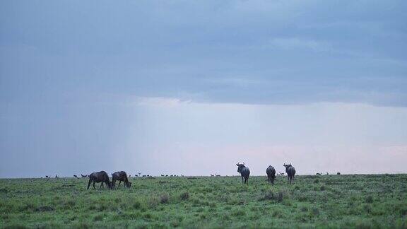 倾盆大雨中戏剧性的云和天空下的雨季牛羚群非洲从肯尼亚坦桑尼亚的大迁徙非洲野生动物狩猎动物在草地上放牧