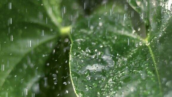 雨落在绿色的树叶上