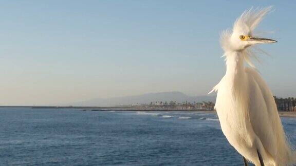 美国加州码头栏杆上的白鹭大海的沙滩海水的波浪沿海鹭鸟