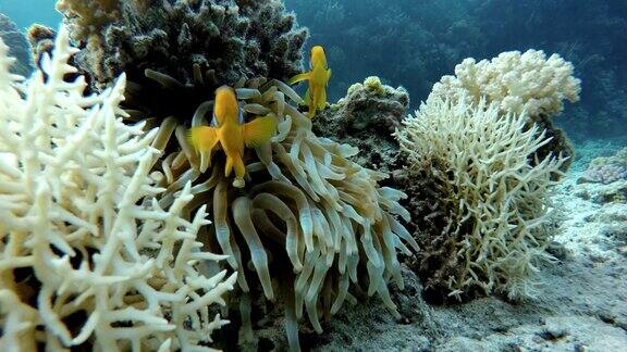 潜水热带鱼和珊瑚礁海洋中的水下生物