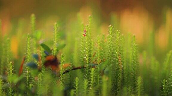 秋季苔原上微小植物和地衣的微距镜头视差拍摄背景散景