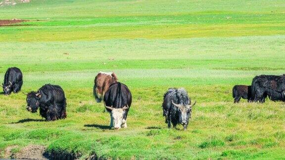 牦牛在绿色的草原上吃草
