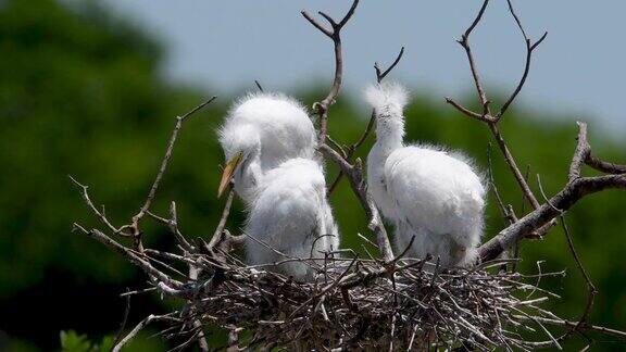 高岛鸦巢的大白鹭雏鸟