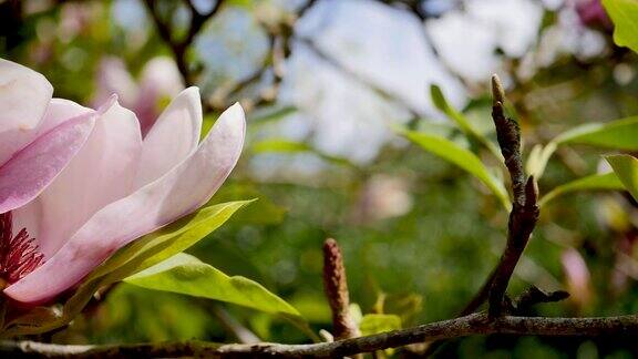 粉红色的木兰树在花园里拍摄