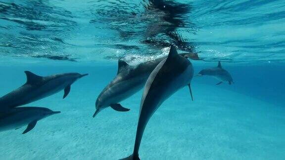 一群小海豚在水面下游泳和玩耍慢动作特写镜头水下镜头飞旋海豚(Stenellalongirostris)红海萨塔亚礁(海豚屋)马萨阿拉姆埃及非洲