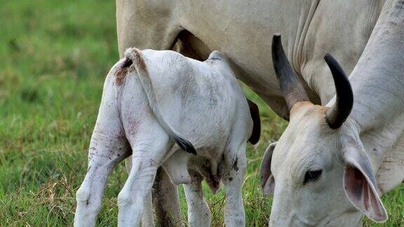 婆罗门牛:哥斯达黎加乡村:农业旅游