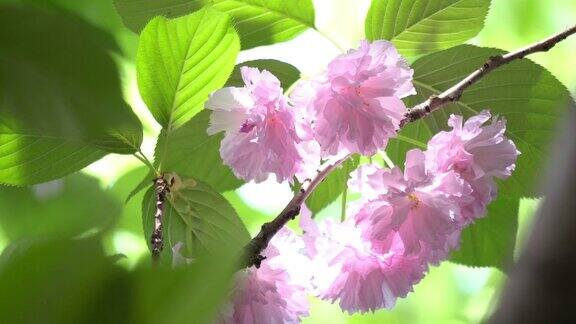 菊花樱花特写