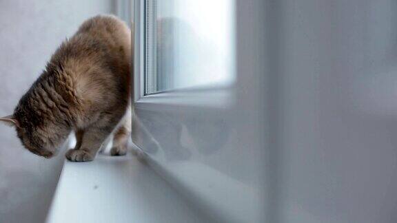 灰猫坐在窗台上