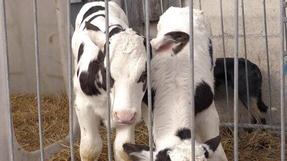 笼子里的两只斑点小牛