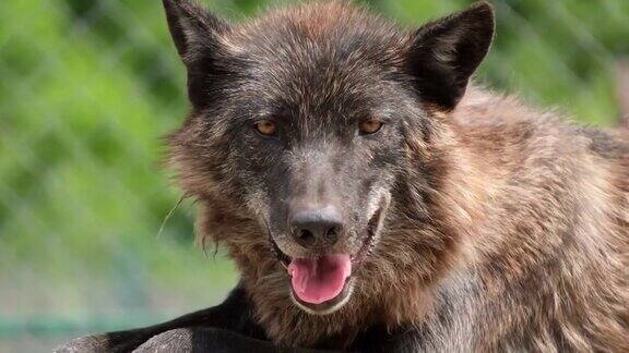一只老狼住在动物园里晒太阳