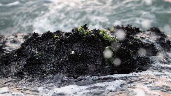 海水拍打石上青苔