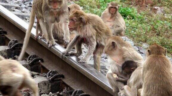 有猴子的铁轨