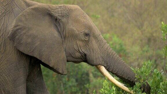 大象吃绿树枝