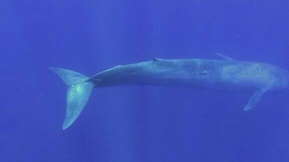 蓝鲸在阳光的照射下慢慢潜入蓝色的深处大蓝鲸-须鲸目慢动作水下拍摄高角度拍摄印度洋斯里兰卡