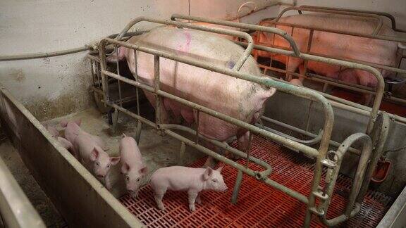 小猪和妈妈在谷仓里播种