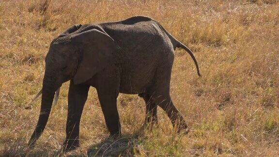单一的大象吃草