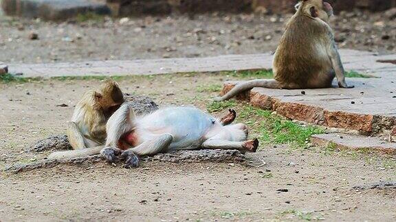 泰国猴子休息