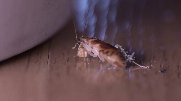 棕色蟑螂吃着小块食物从后面的微距镜头4k集中焦点白色垃圾桶居家客厅内木质强化地板遮阴夜晚房间脏乱