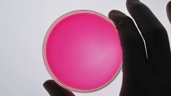 培养皿中的粉红色液体