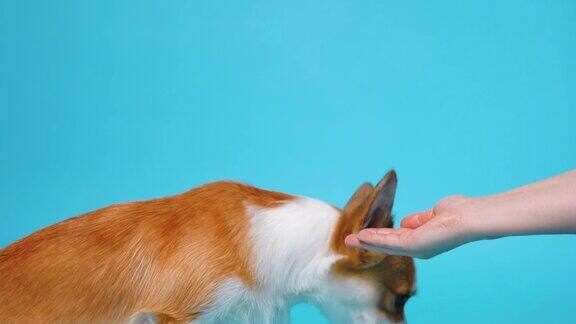 可爱的姜白色柯基狗吃东西从人的手射击蓝色的背景近距离的漂亮的狗的肖像