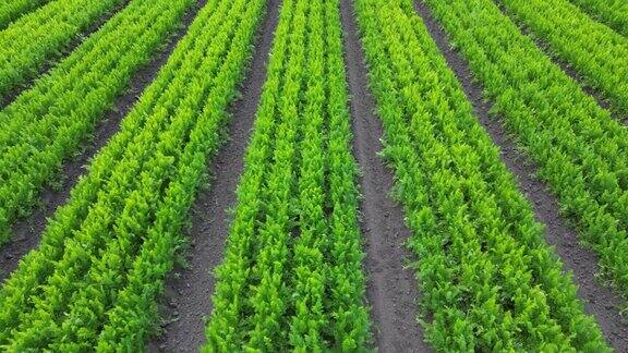 近距离空中向前飞行剪辑在可耕种的胡萝卜作物在英国农村的农田