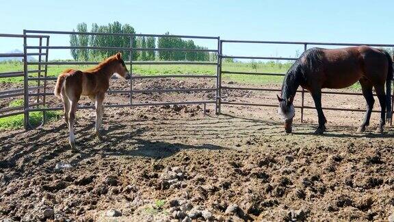 农场上的母马和小马驹