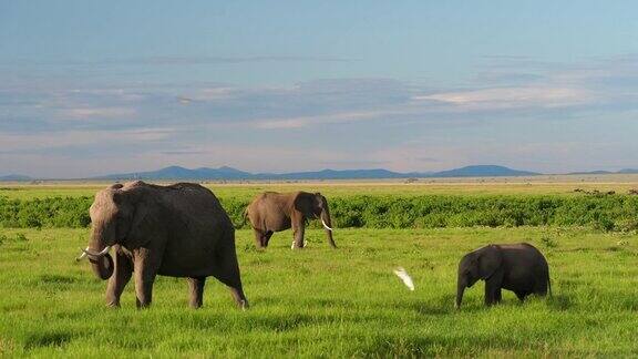 大象妈妈和小象在吃草