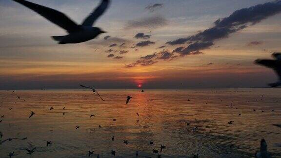 日落时海面上飞翔的海鸥