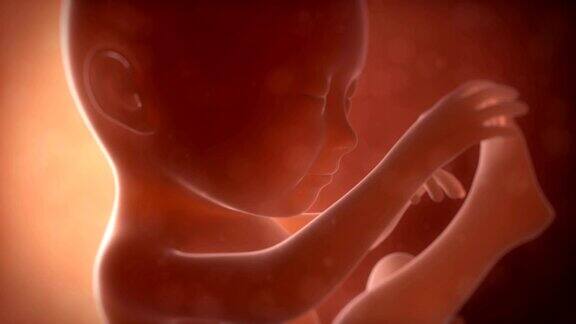 七个月大的胎儿