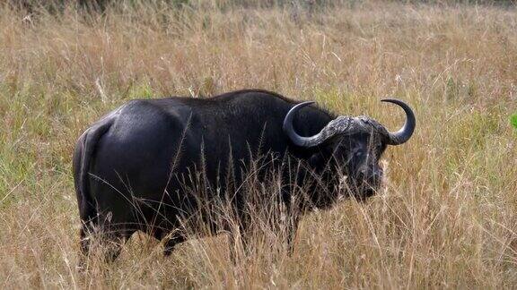 在大草原上的成年非洲水牛站在高干燥的草原上